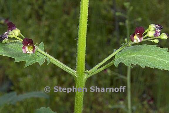 scrophularia californica 2 graphic